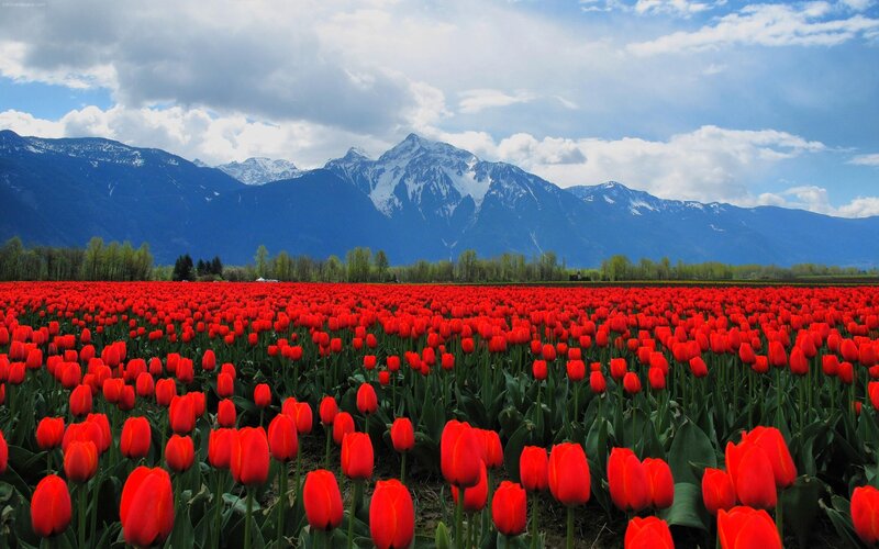 Red Tulip Field — Serene, Spring, Photograph, Mountains, Trees, Sky