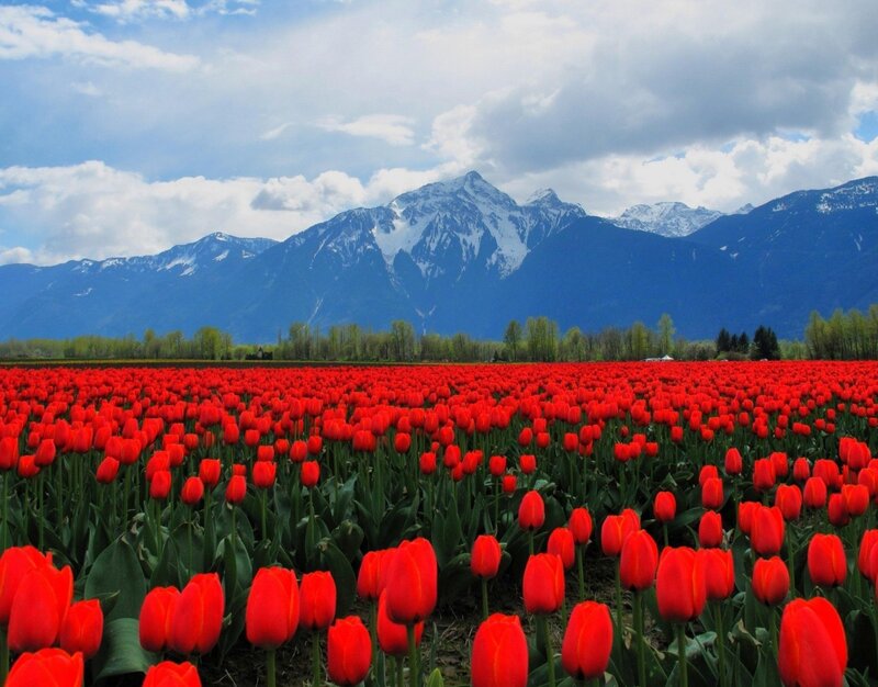 Red Tulip Field — Serene, Spring, Photograph, Mountains, Trees