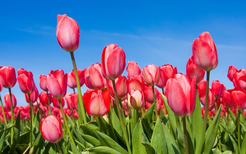 Red Tulip Field — Serene, Spring, Photograph, Sky