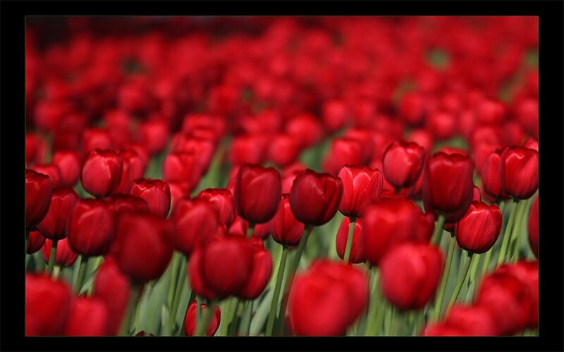 Red Tulip Field — Serene, Spring, Photograph