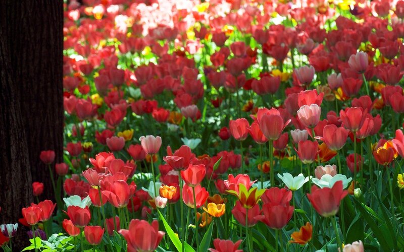 Red Tulip Field — Serene, Spring, Photograph, Tree Trunk
