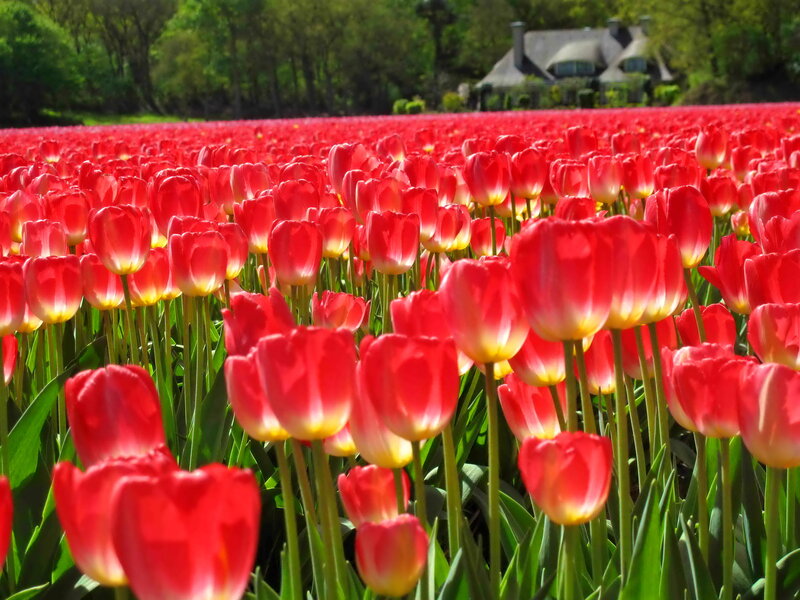 Red Tulip Field — Serene, Spring, Photograph, Tulips