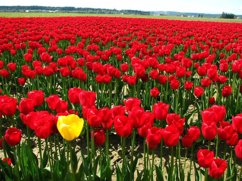 Red Tulip Field — Serene, Spring, Photograph, Yellow Tulip