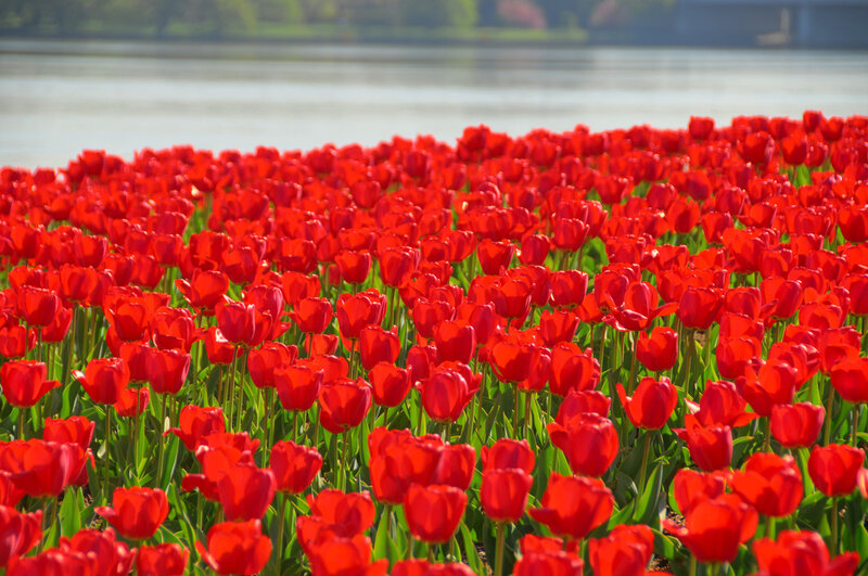 Red Tulip Field — Serene, Spring