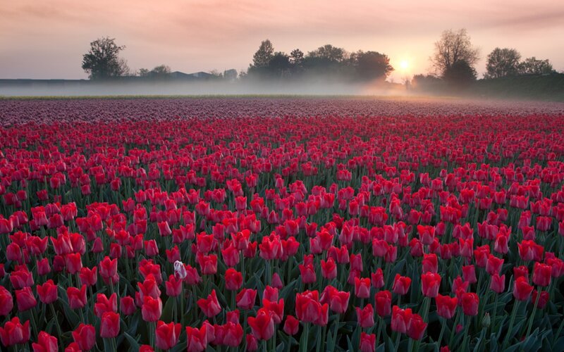 Red Tulip Field — Serene, Sunrise, Photograph, Fog