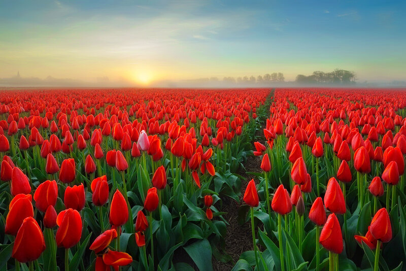 Red Tulip Field — Serene, Sunrise, Photograph, Fog, Trees