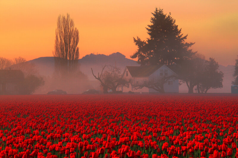 Red Tulip Field — Serene, Sunrise, Photograph, House