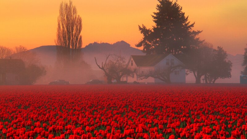 Red Tulip Field — Serene, Sunrise, Photograph, House, Trees, Mountains