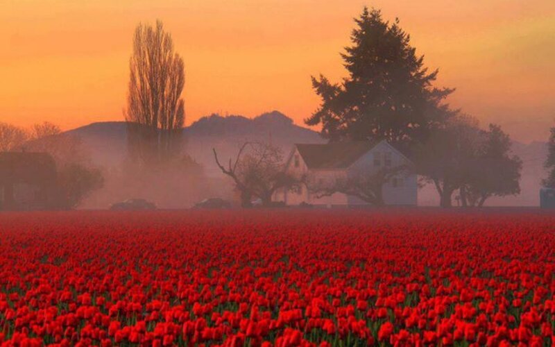 Red Tulip Field — Serene, Sunrise, Photograph