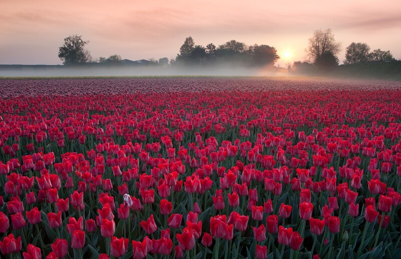 Red Tulip Field — Serene, Sunrise