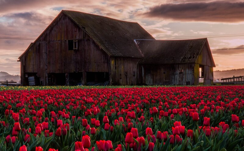 Red Tulip Field — Serene, Sunset, Photograph, Barn