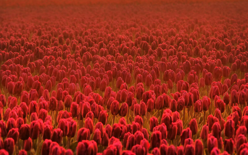 Red Tulip Field — Serene, Sunset, Photograph, Flowers