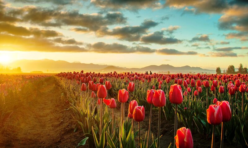 Red Tulip Field — Serene, Sunset, Photograph, Mountains