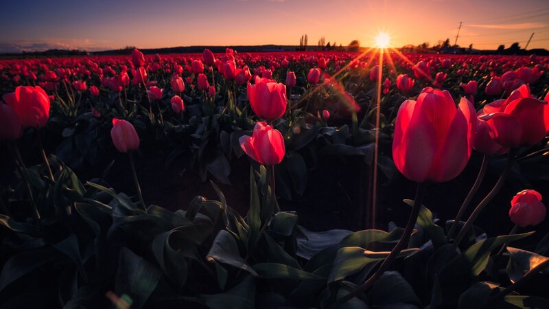 Red Tulip Field — Serene, Sunset, Photograph, Sun