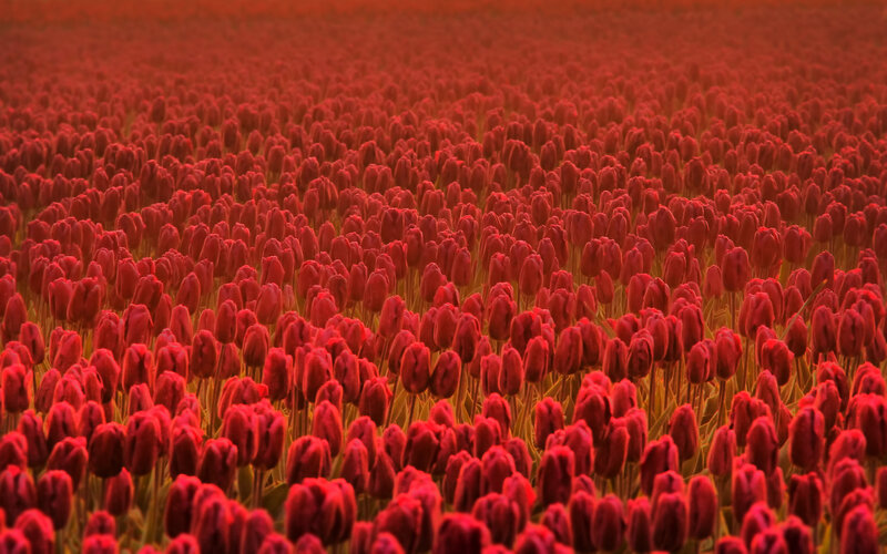 Red Tulip Field — Serene, Sunset, Photograph