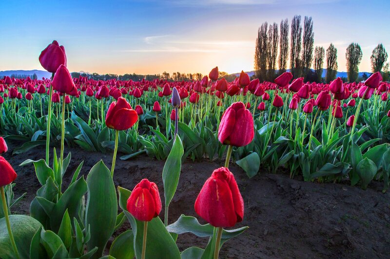 Red Tulip Field — Serene, Sunset, Photograph, Tulips