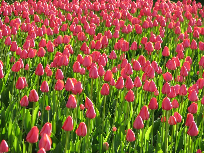 Red Tulip Field — Serene