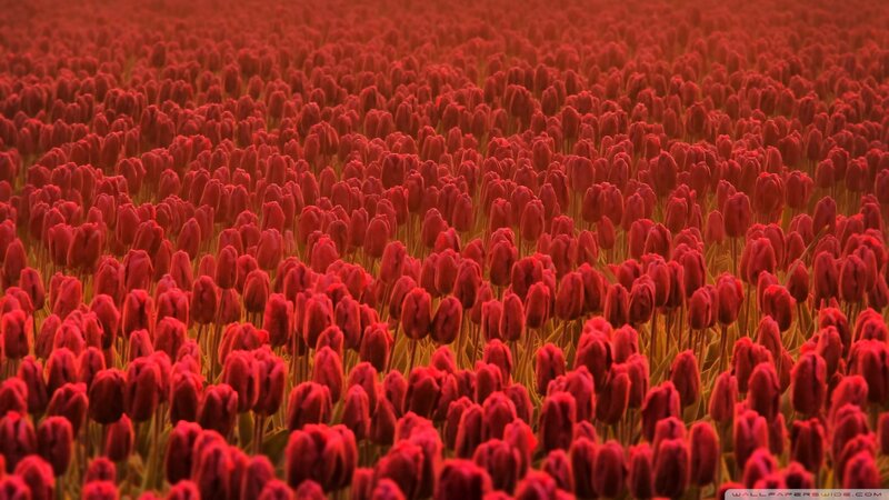 Red tulip field