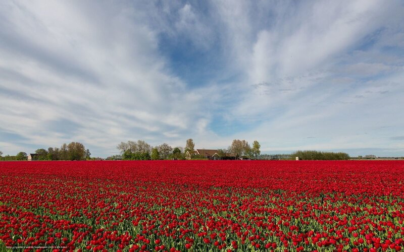 Red tulip field under cloudy sky