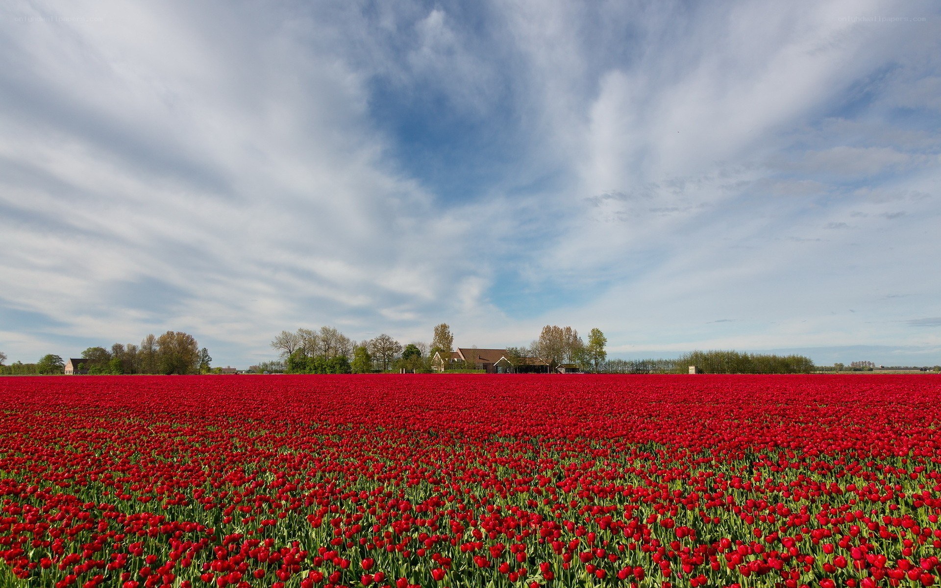 Red tulip field under cloudy sky