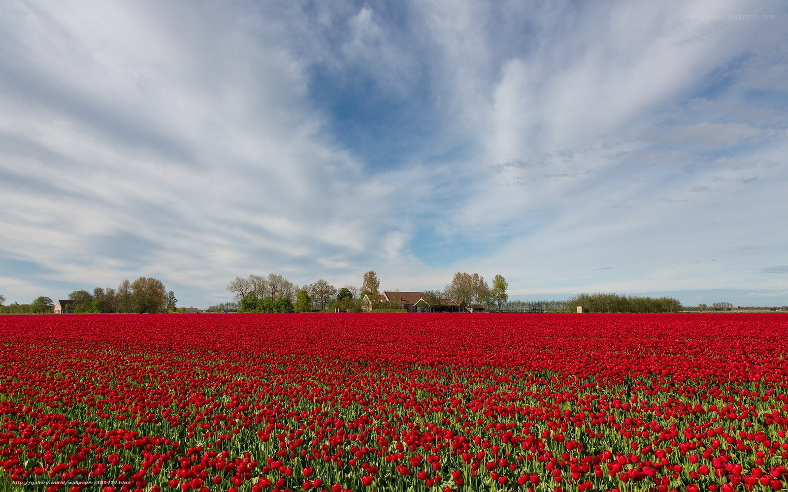 Red tulip field under cloudy sky