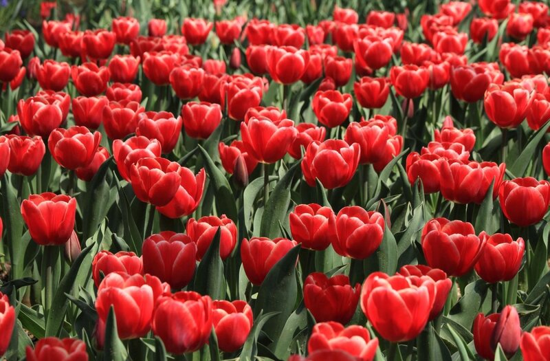 Red Tulip Field — Vibrant, Afternoon, Photograph