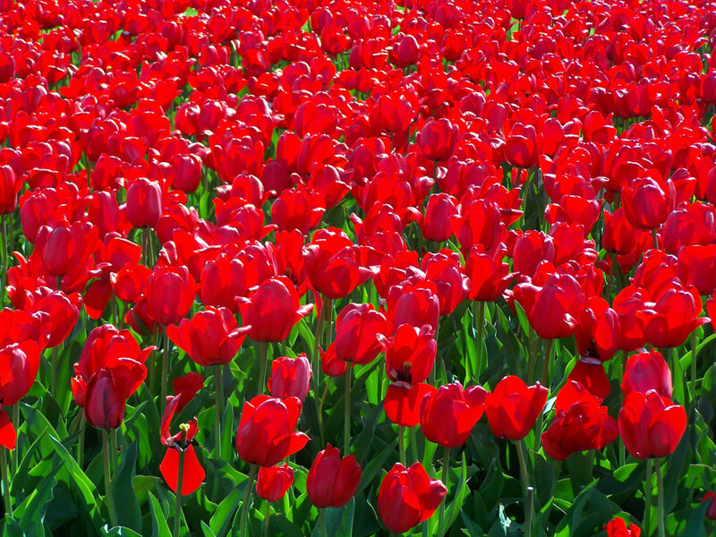 Red Tulip Field — Vibrant, Afternoon