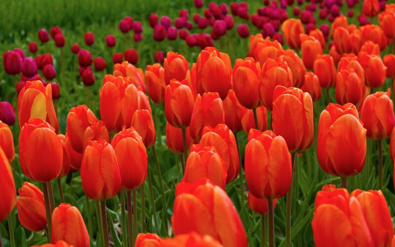 Red Tulip Field — Vibrant, Spring, Photograph, Green Grass