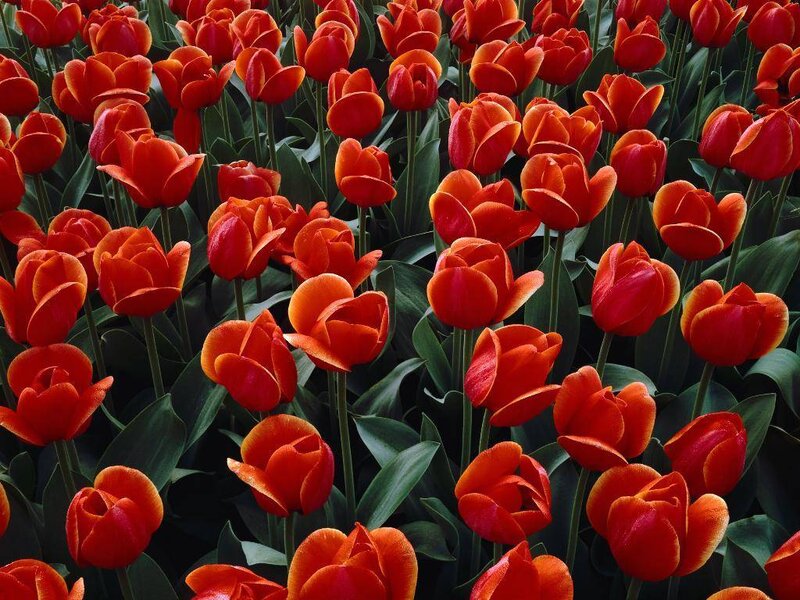 Red Tulip Field — Vibrant, Spring, Photograph, Green Leaves, Green