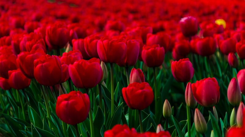 Red Tulip Field — Vibrant, Spring, Photograph, Green Leaves