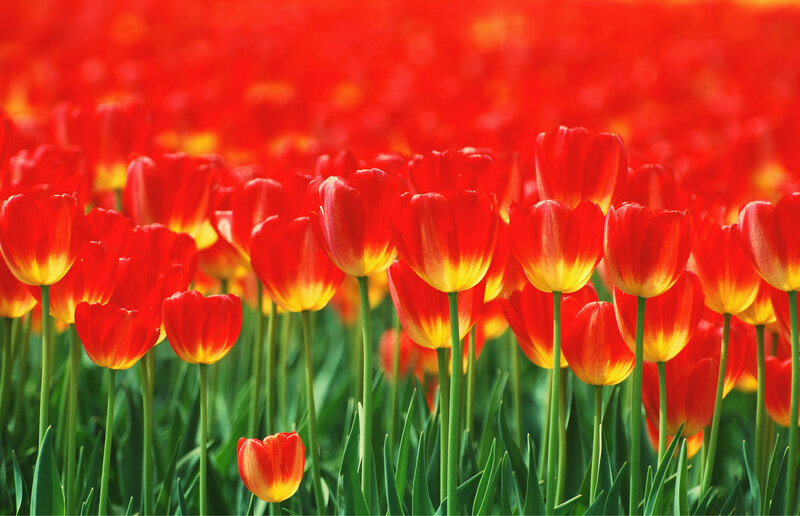 Red Tulip Field — Vibrant, Spring, Photograph, Green Stems