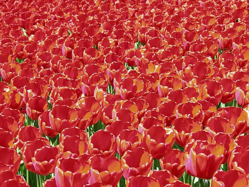 Red Tulip Field — Vibrant, Spring, Photograph