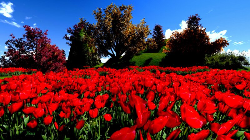 Red Tulip Field — Vibrant, Spring