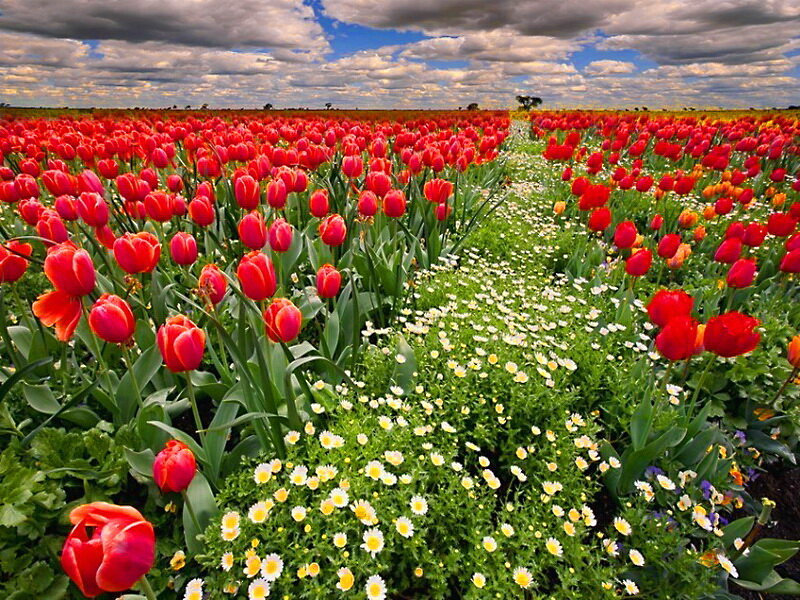 Red Tulip Field — Vibrant