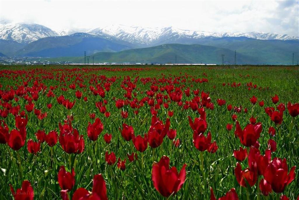 Red tulip field with mountains