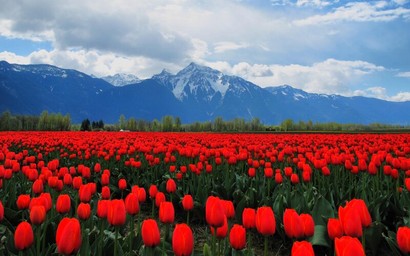 Red tulip field with mountains