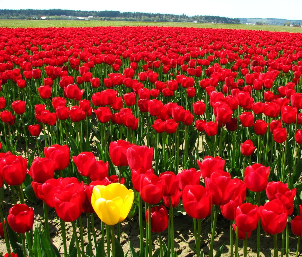 Red tulip field with one yellow tulip