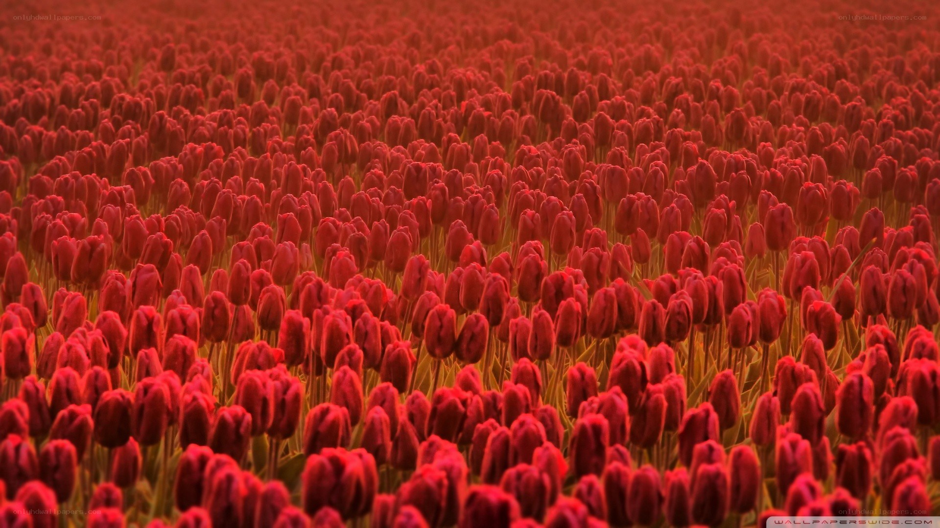 Red tulip field