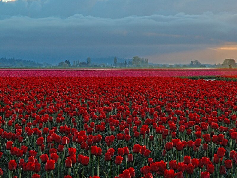 Red tulip fields at dusk