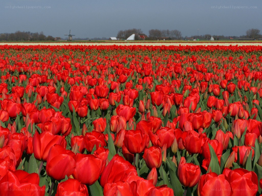 Red tulip fields in the Netherlands