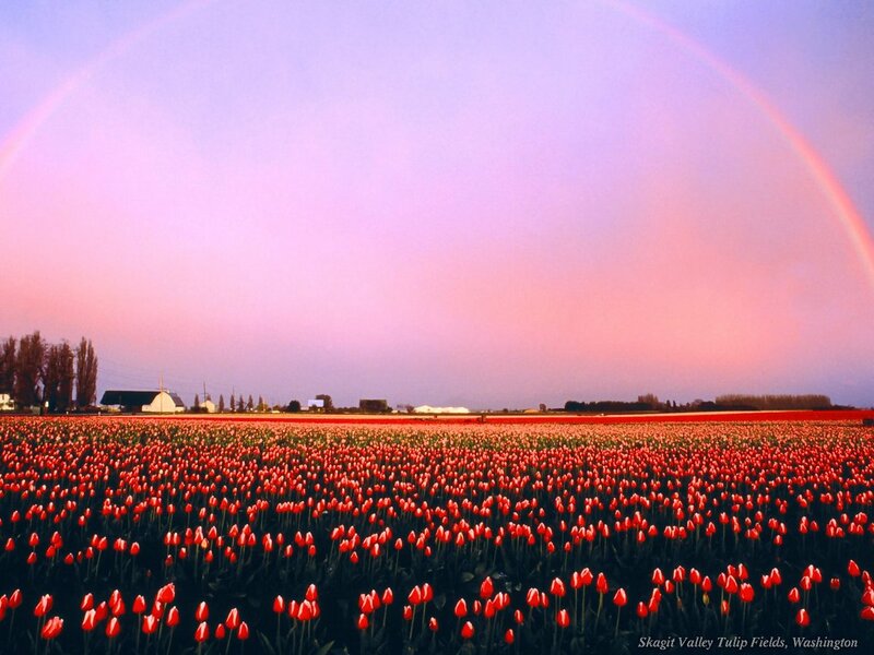 Red Tulip Fields
