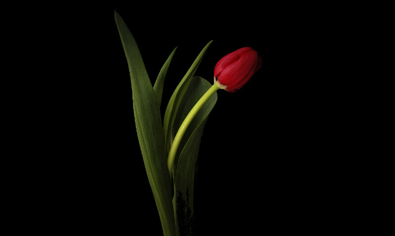 Red Tulip Flower — Black, Dramatic