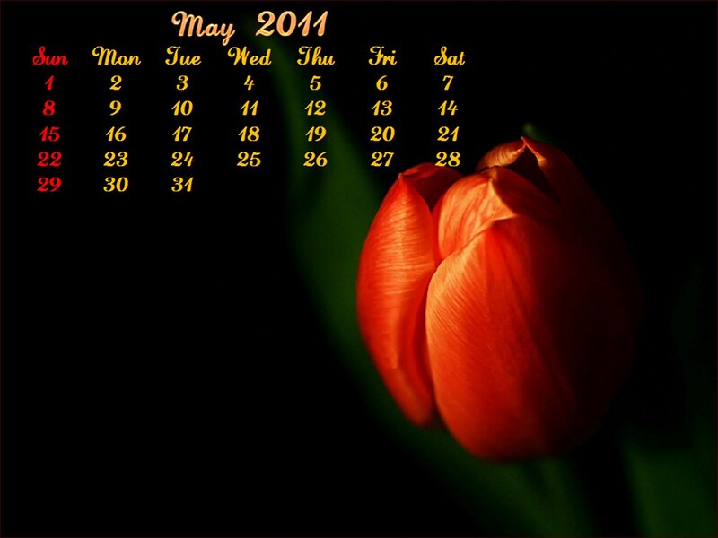 Red Tulip Flower — Black