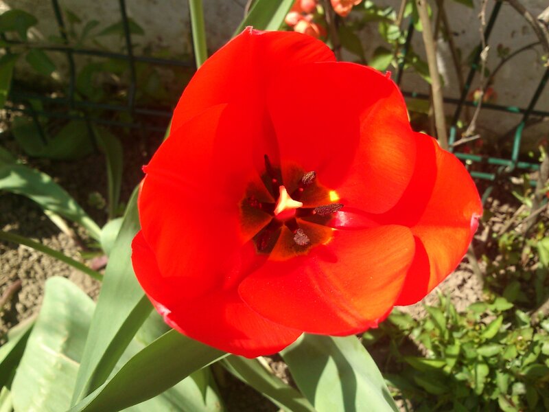 Red Tulip Flower — Bright
