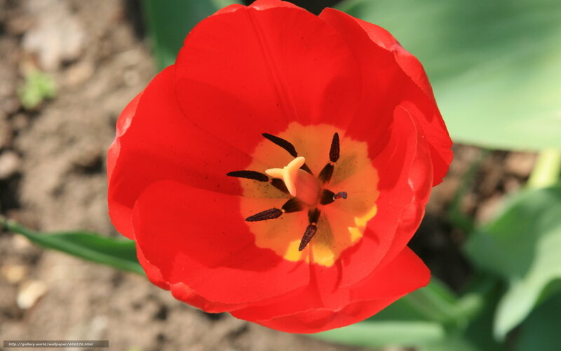 Red Tulip Flower — Calm, Afternoon