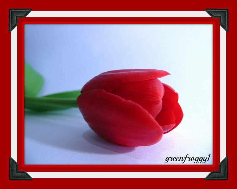 Red Tulip Flower — Calm, Photograph, Green Leaf