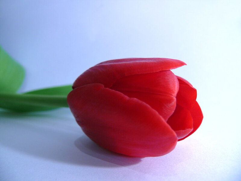 Red Tulip Flower — Calm, Photograph, Green Stem