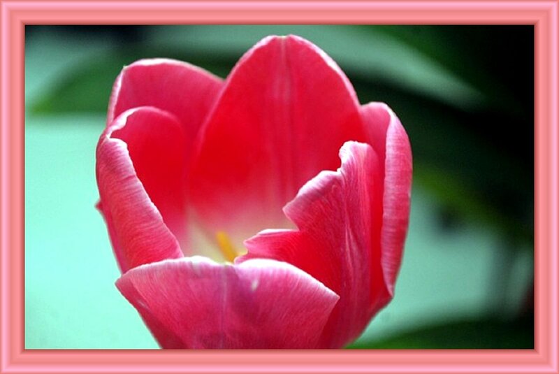 Red Tulip Flower — Calm, Photograph, Petals