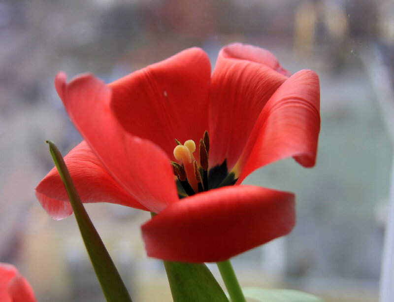 Red Tulip Flower — Calm, Photograph, Stem