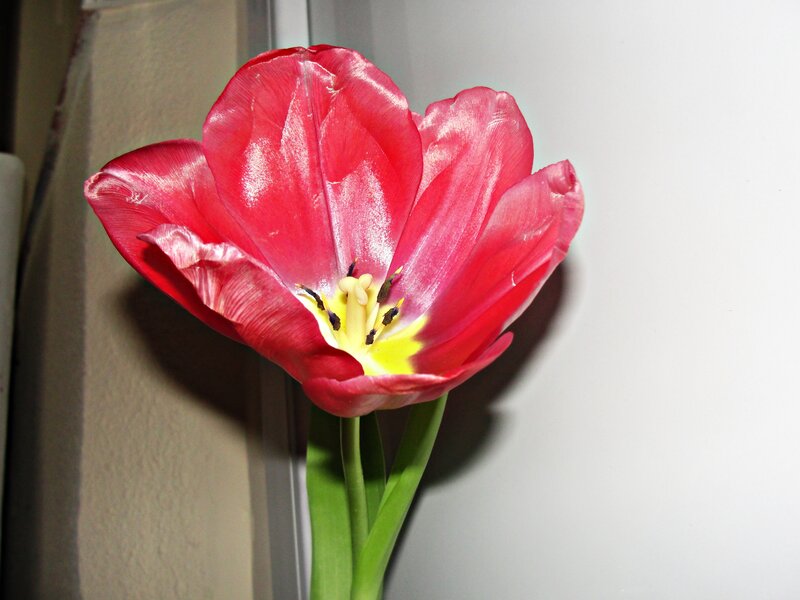 Red Tulip Flower — Calm, Photograph